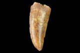 Serrated, Raptor Tooth - Real Dinosaur Tooth #159016-1